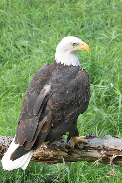 Bold Eagle - Amerikaaanse zeearend